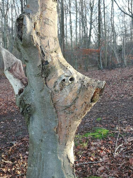 Billede af et gammelt træ med huller og udvækster, som minder om en gris med tryne